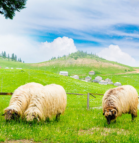 Apprenez les Règles du Sacrifice
